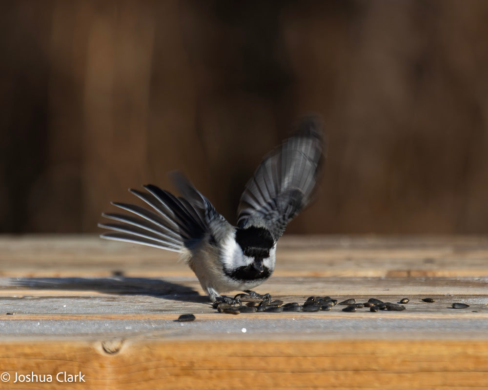 2025chickadee16
