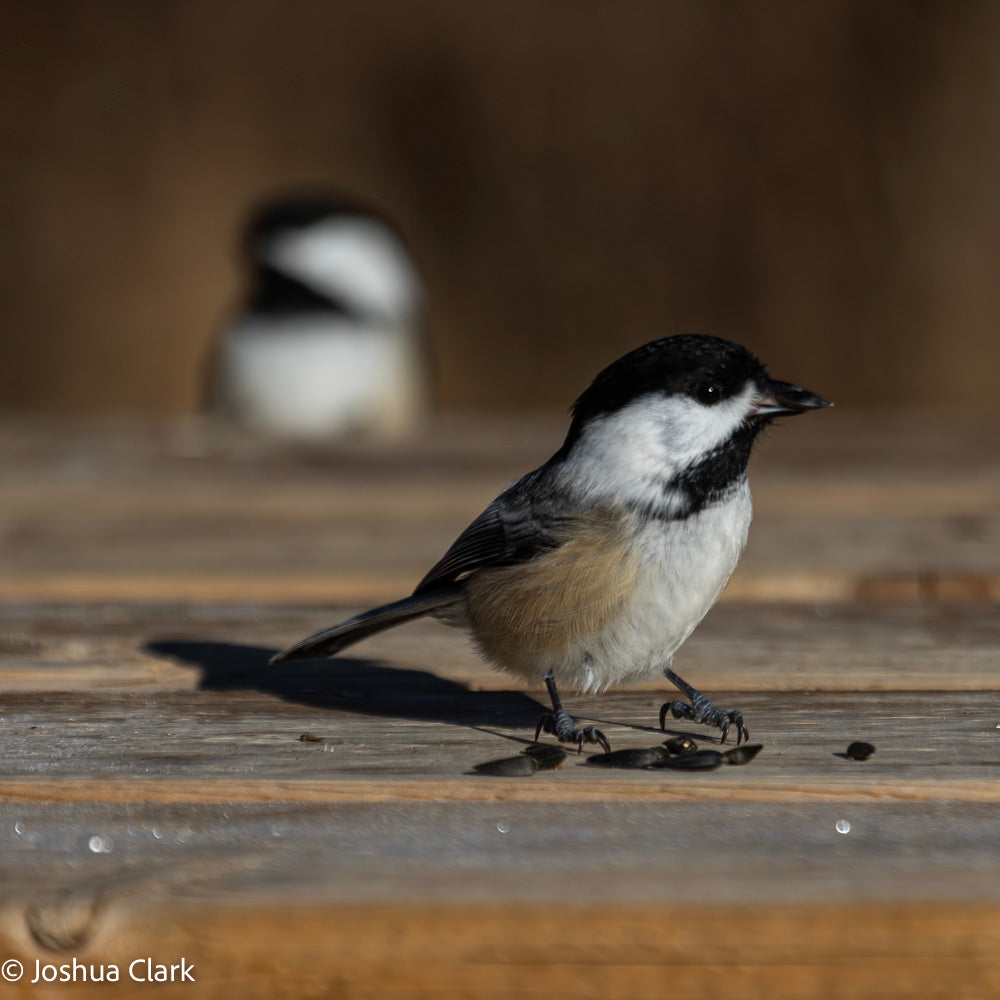 2025chickadee18
