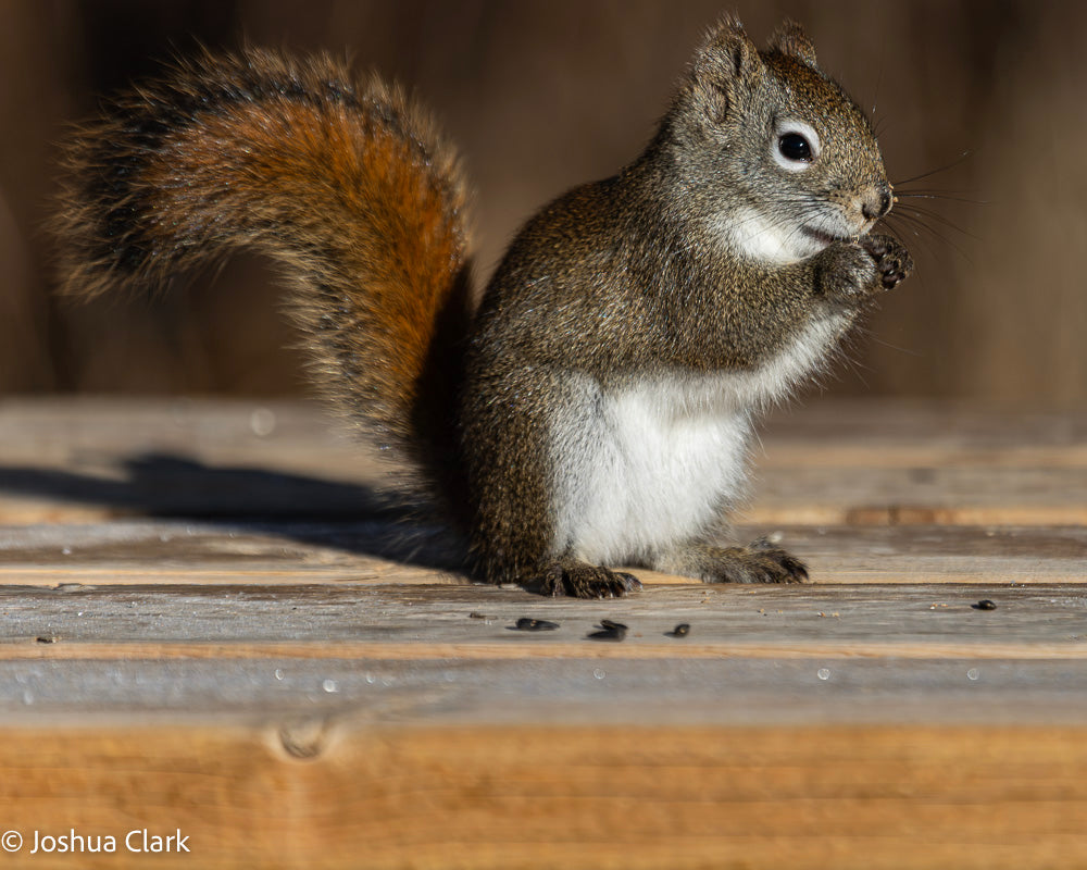 2025squirrel2