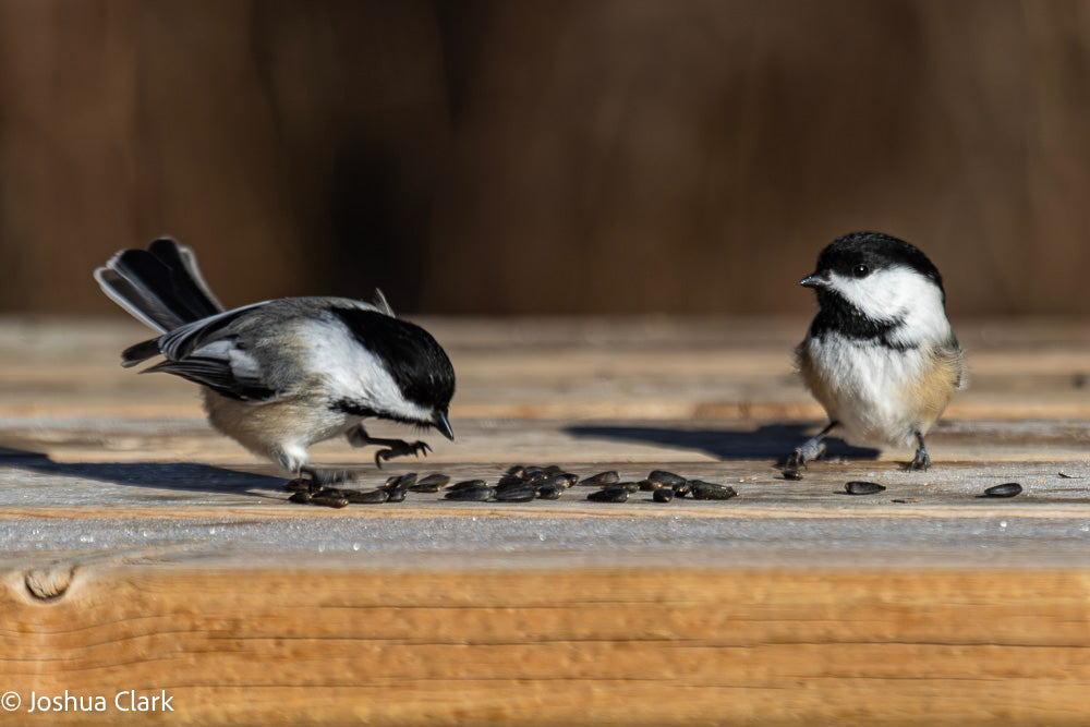 2025chickadee13