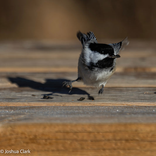 2025chickadee15