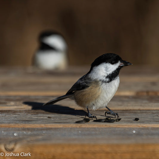 2025chickadee18