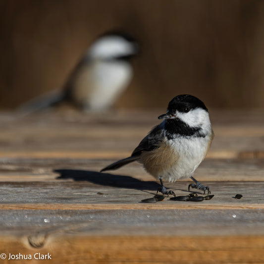 2025chickadee20