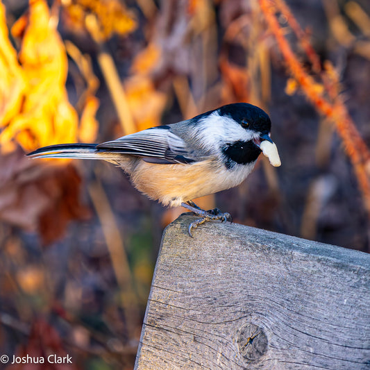 2025chickadee3