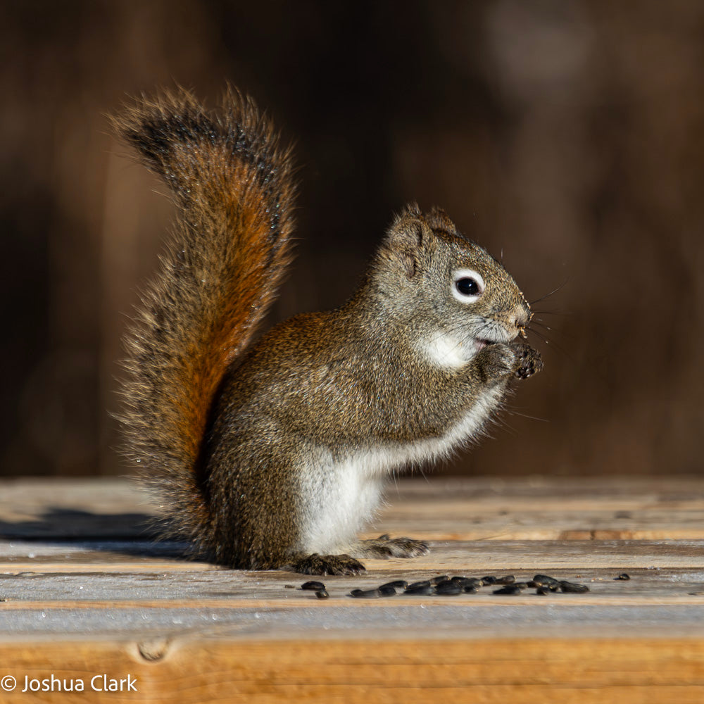 2025squirrel3