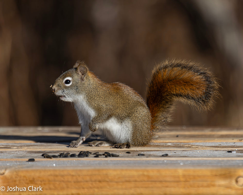 2025squirrel5