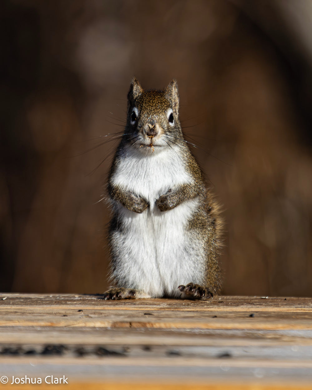 2025squirrel1