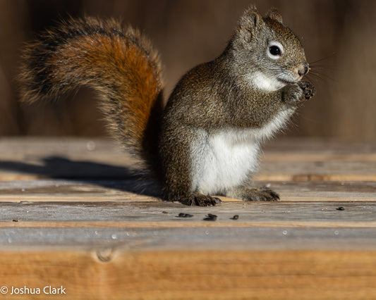 2025squirrel2